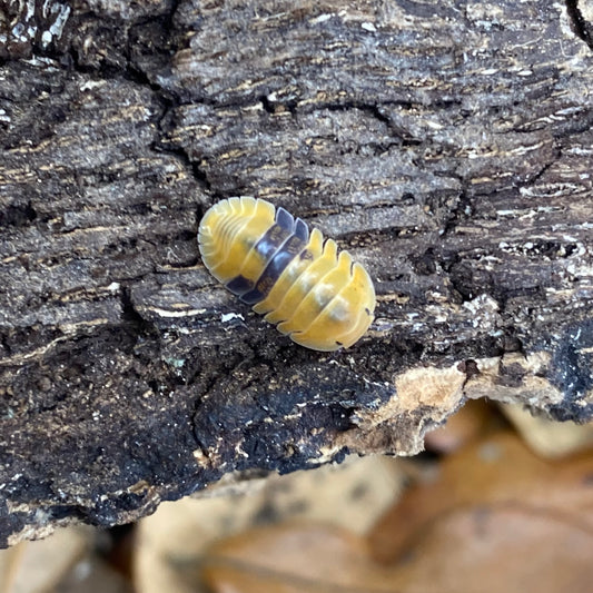 Cubaris sp. Amber, a yellow and black bug, perched on a log.