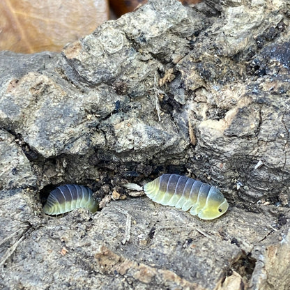 Cubaris sp. Lemon blues isopods, showcased in a collection, highlighting their unique, segmented exoskeletons and intricate patterns.