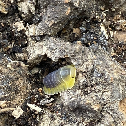 Cubaris sp. Lemon blues, a pet isopod species shown in close-up, highlighting its distinctive shell texture and segments, ideal for terrarium enthusiasts.