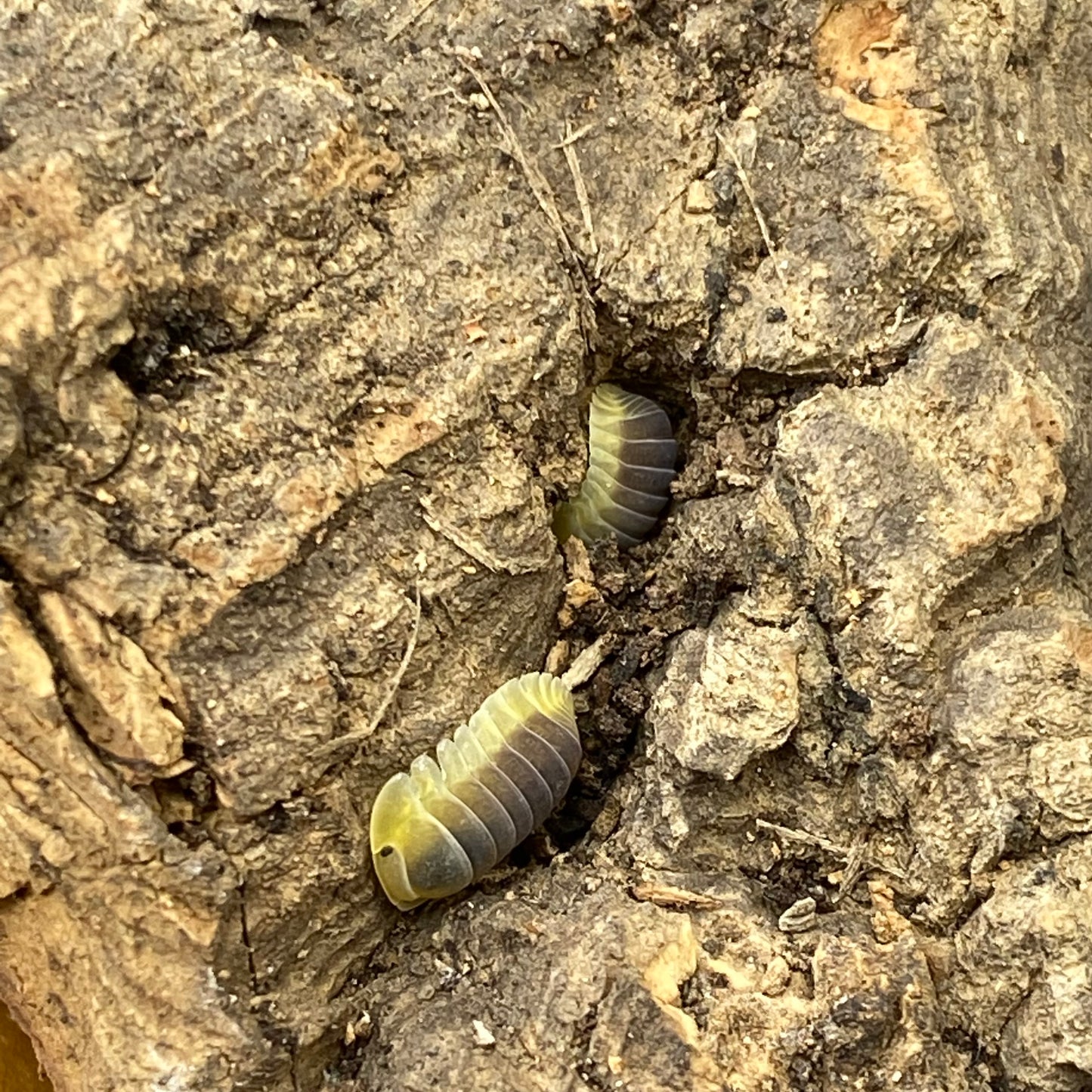 Cubaris sp. Lemon blues isopods, small segmented creatures with distinct patterns, displayed in a natural habitat setup.