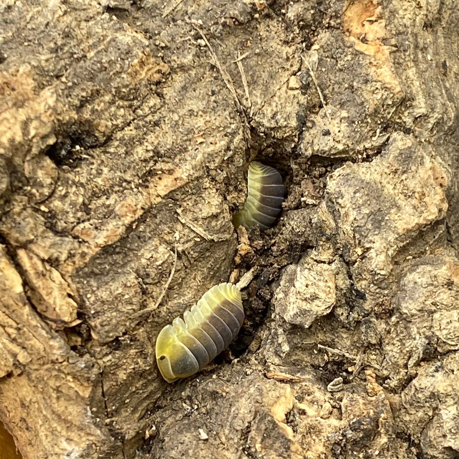 Cubaris sp. Lemon blues isopods, small segmented creatures with distinct patterns, displayed in a natural habitat setup.