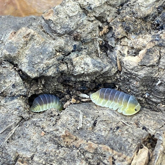 Cubaris sp. Lemon blues, a species of isopod, showcased in a close-up view, highlighting its distinct segmented body and texture.