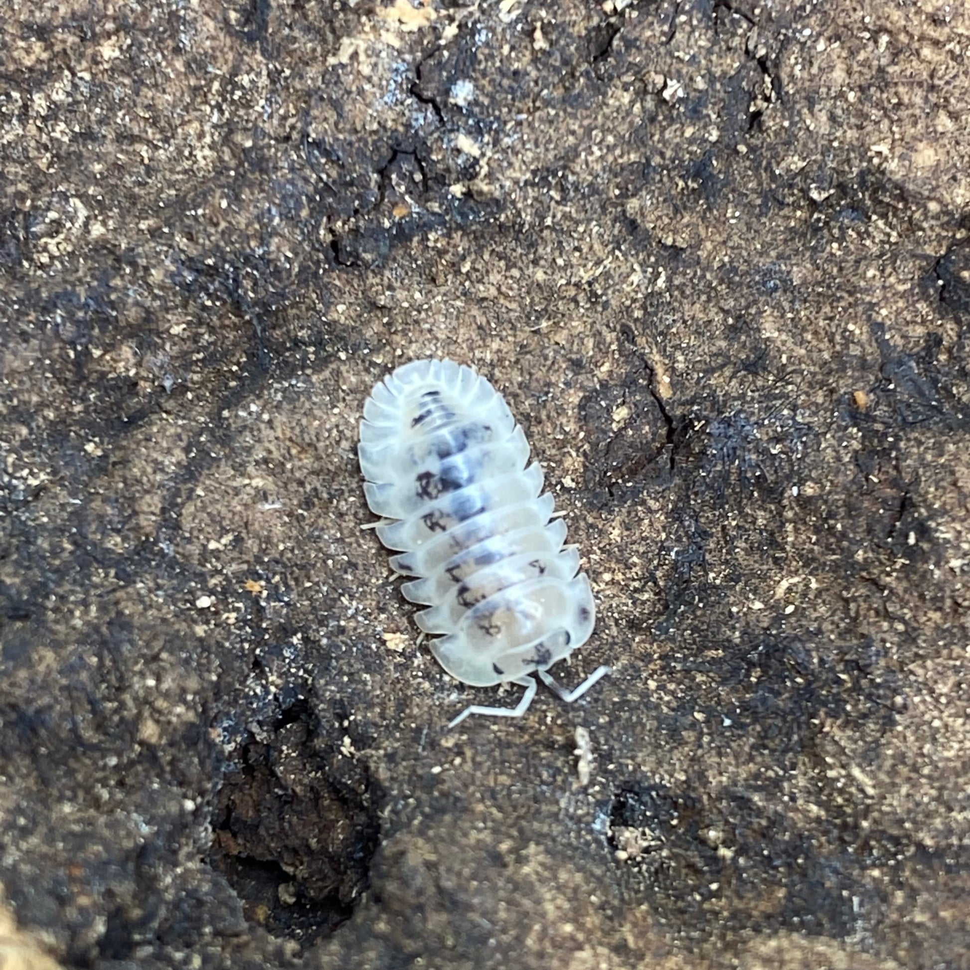 Cubaris sp. Shiro utsuri isopods, featuring distinctive patterns, are displayed in a close-up shot showcasing their unique body structure and texture.