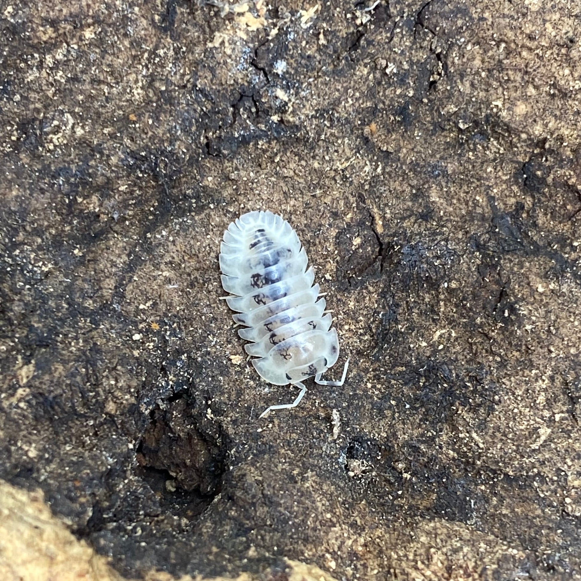 Cubaris sp. Shiro utsuri isopod, showcasing its distinctive form and texture, ideal for hobbyists and collectors of exotic isopods.