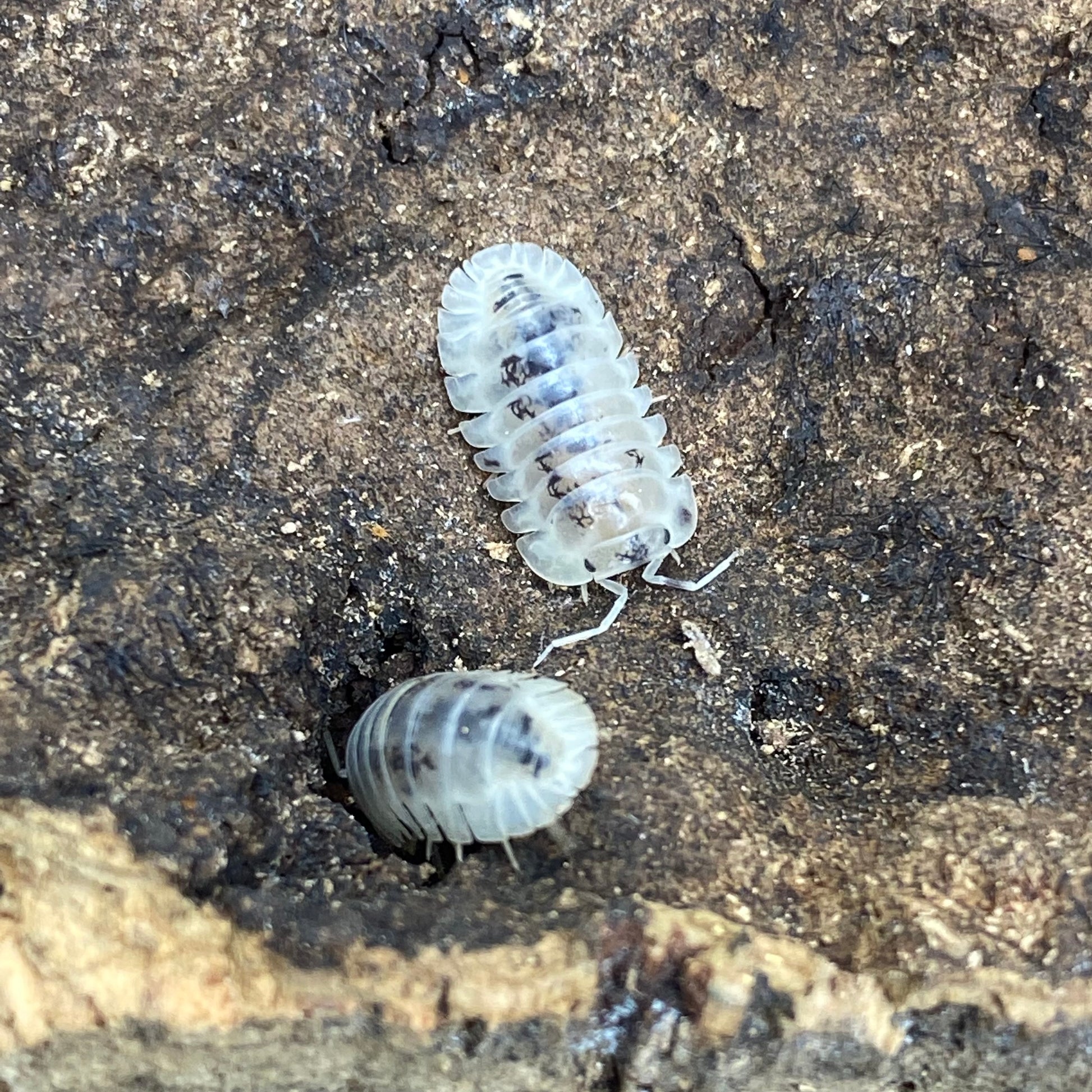 Cubaris sp. Shiro utsuri isopod displayed on a textured surface, showcasing its distinct body structure and segmented exoskeleton.