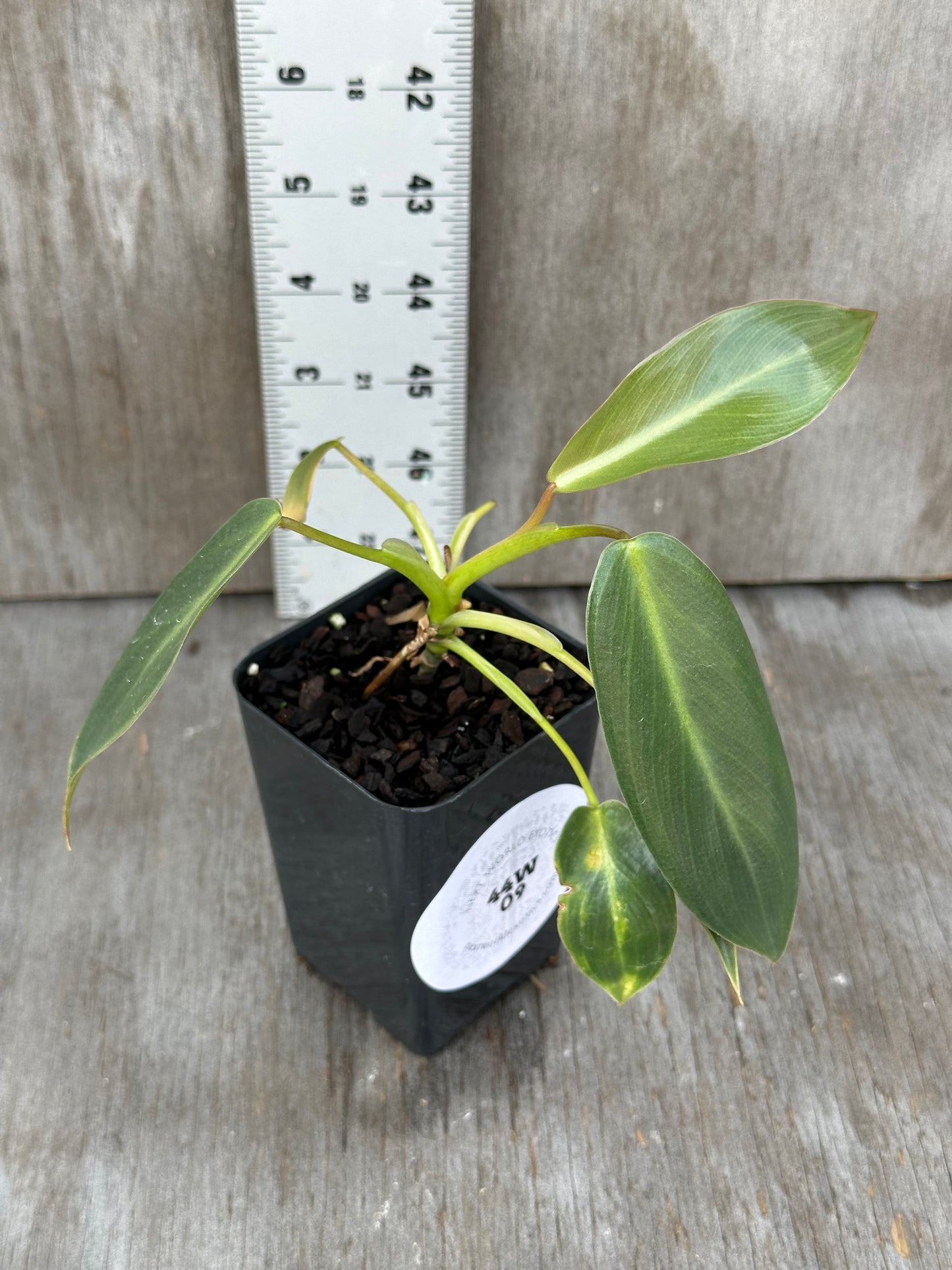 Philodendron Spiritus Sancti (from Seed)