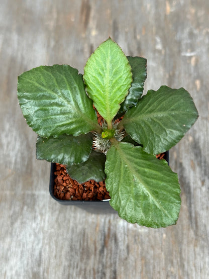 Euphorbia Francoisii Generation 2 Green Fishtail 727WEB035