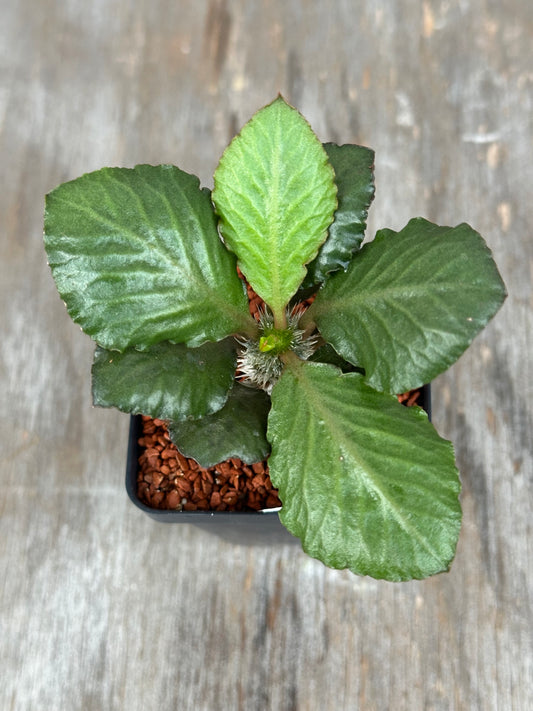 Euphorbia Francoisii Generation 2 Green Fishtail 727WEB035