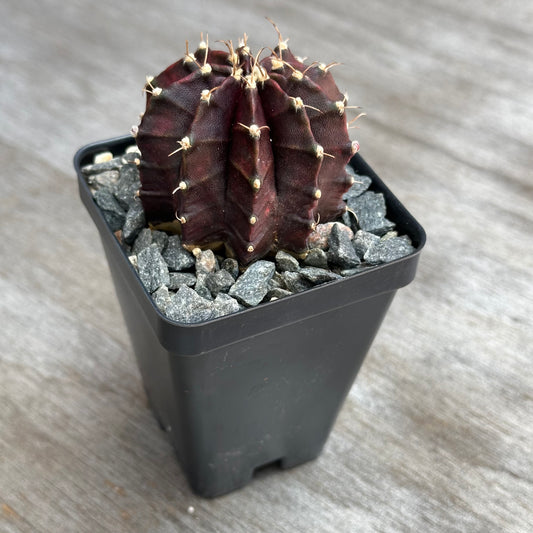 Gymnocalycium Miganovichii Black Widow LQ Cactus