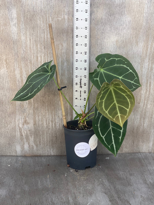 NWE Anthurium XL Hybrid with Pup “list tag”