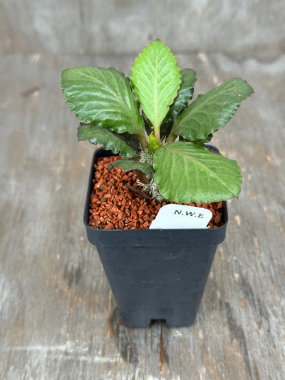 Euphorbia Francoisii Generation 2 Green Fishtail 727WEB035