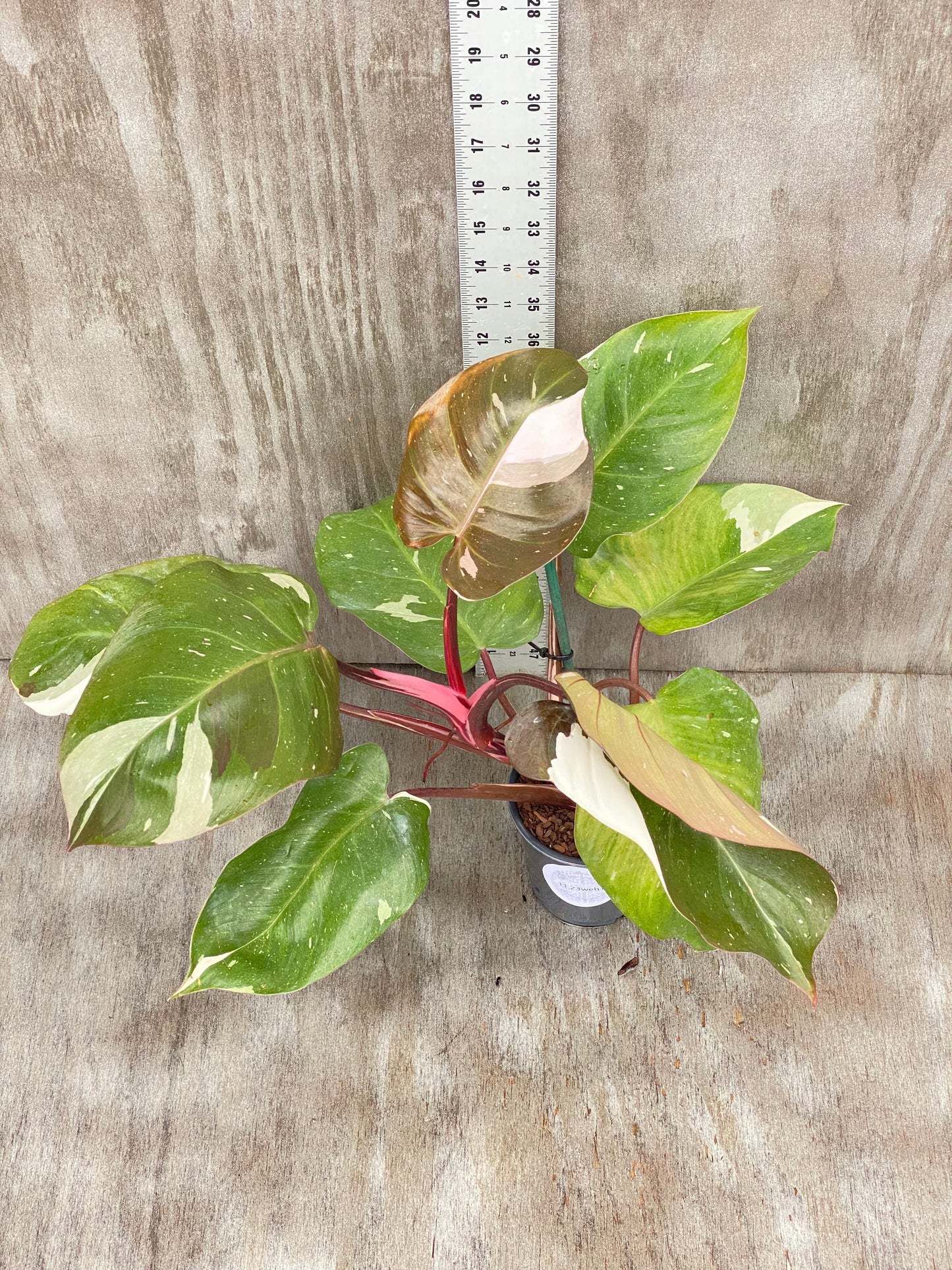 Variegated Philodendron Red Anderson