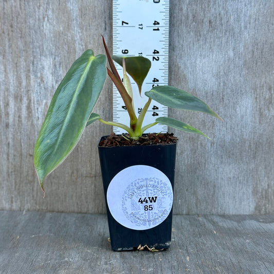 Philodendron Spiritus Sancti (Seed Grown)