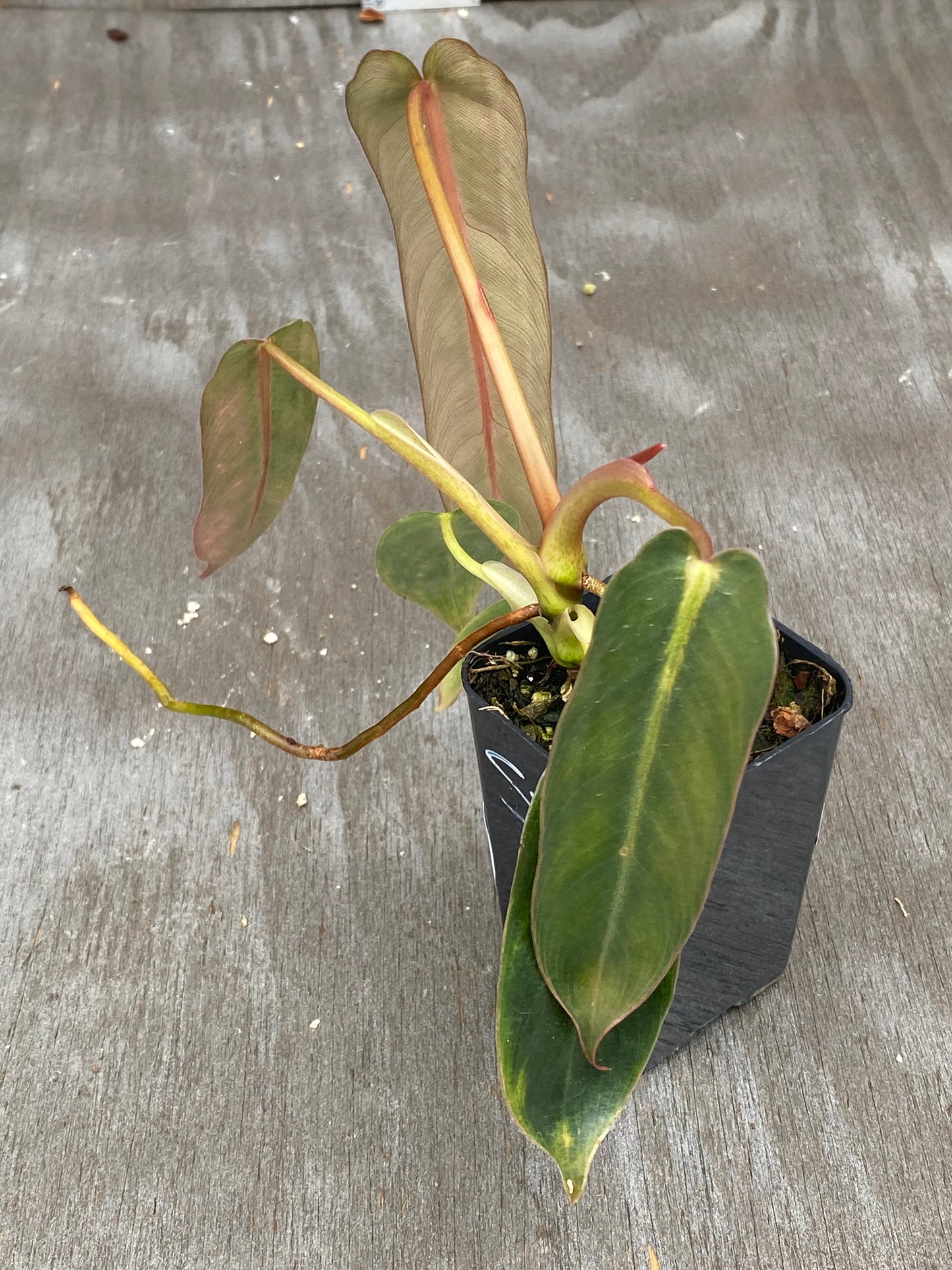 Philodendron Spiritus Sancti (seed grown! Variegated sibling)