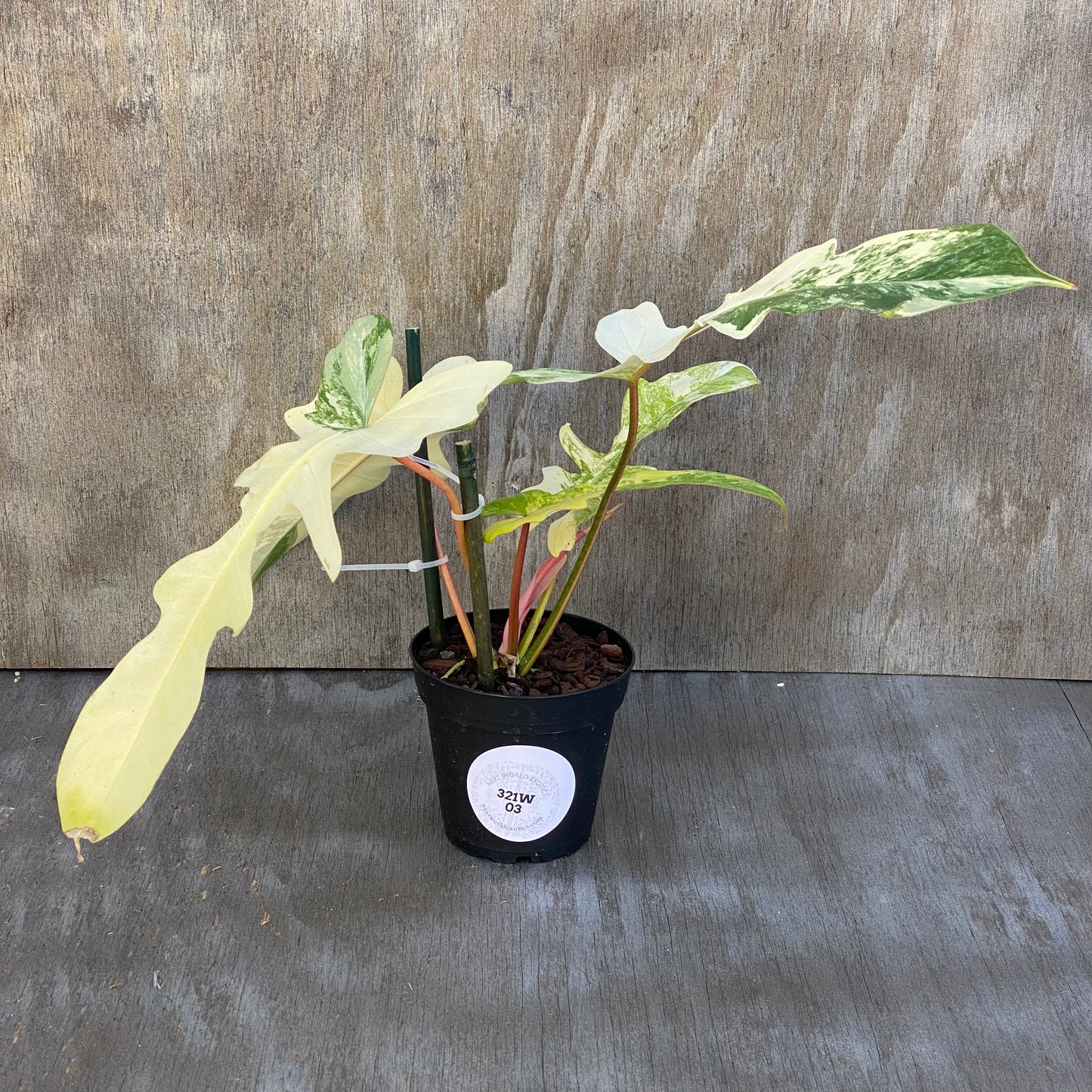 Philodendron Florida x Mayoi variegated HQ