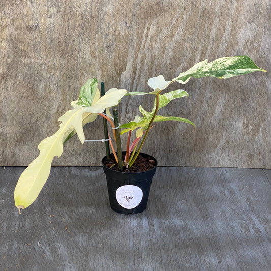 Philodendron Florida x Mayoi