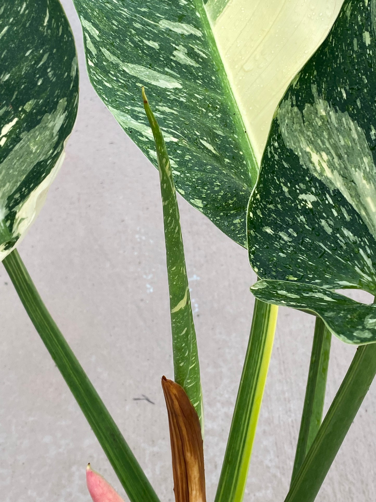 Philodendron Giant Nuclear Congo Mother Plant