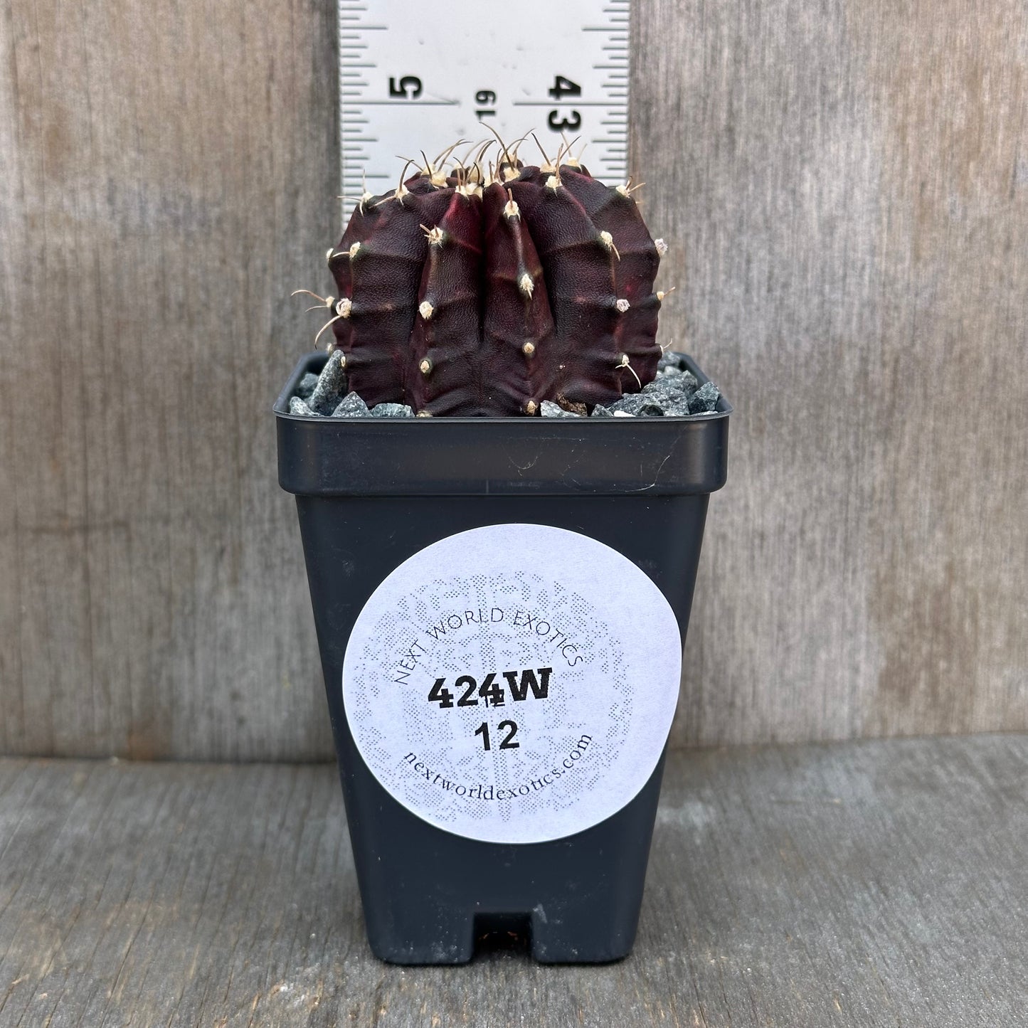 Gymnocalycium Miganovichii Black Widow LQ Cactus