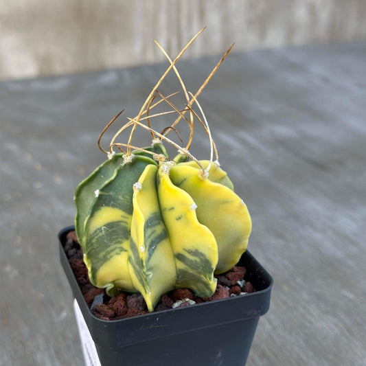 Astrophytum Capricorn Variegated Cactus