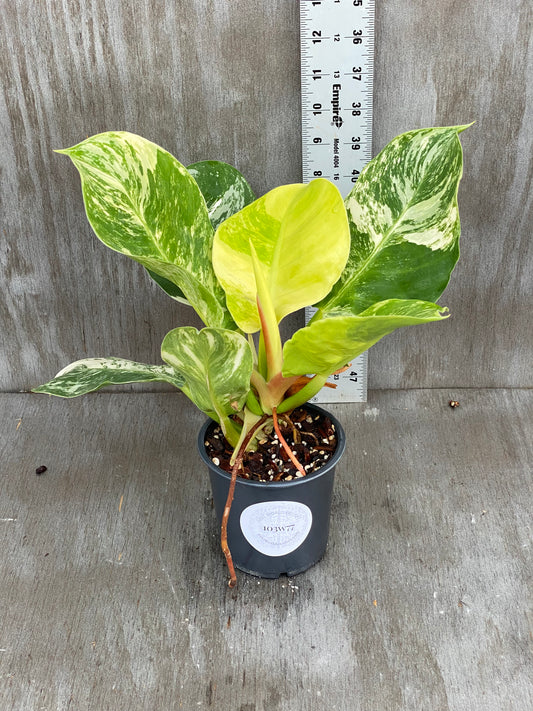 Philodendron Variegated Moonlight