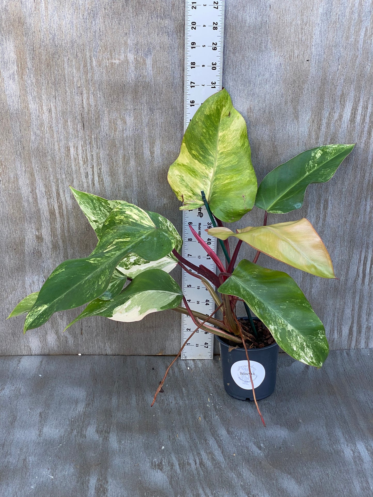 Philodendron Strawberry Shake (high color) giant