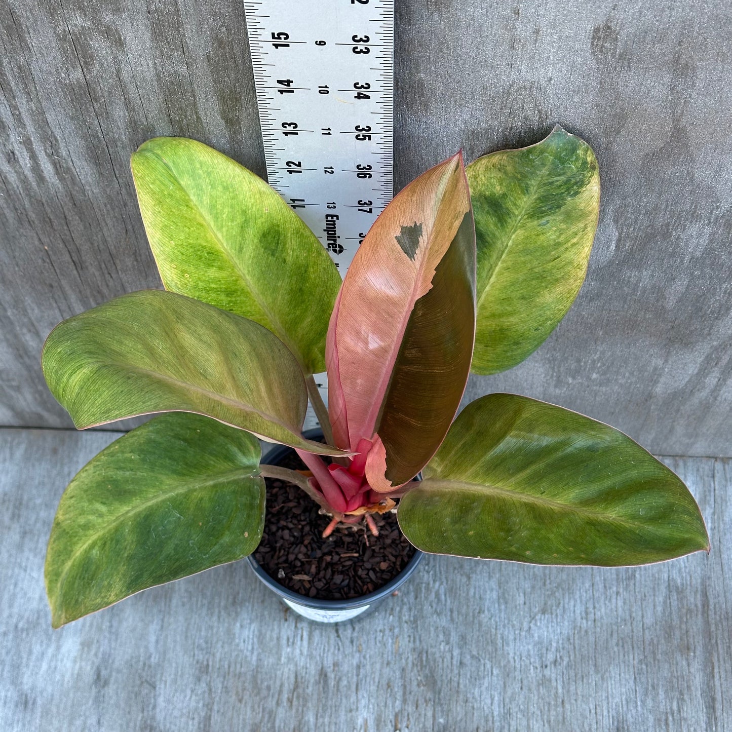 Philodendron Mint Red Congo