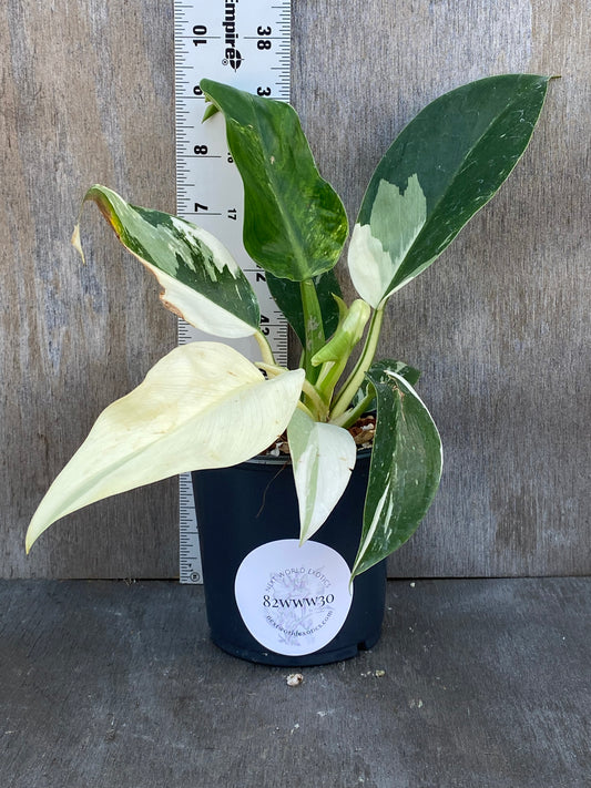 Philodendron Variegated Green Congo