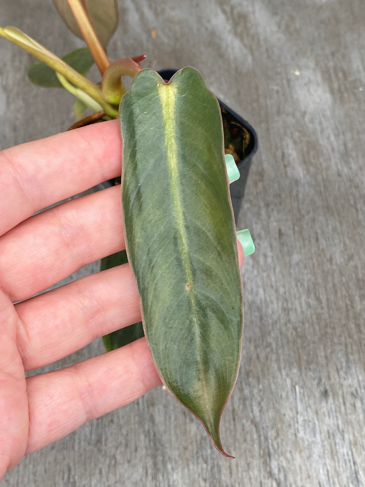 Philodendron Spiritus Sancti (seed grown! Variegated sibling)