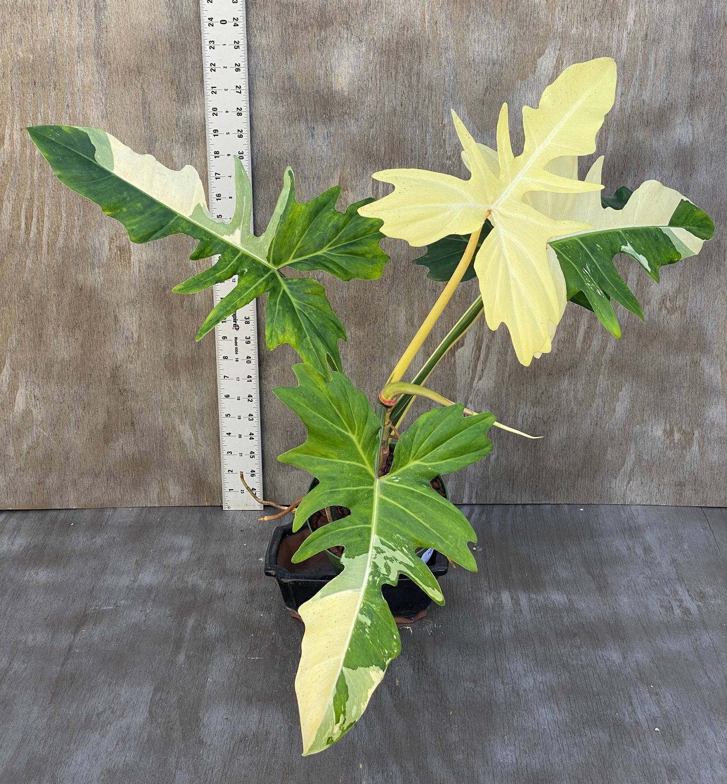 Philodendron Variegated Golden Dragon XXL