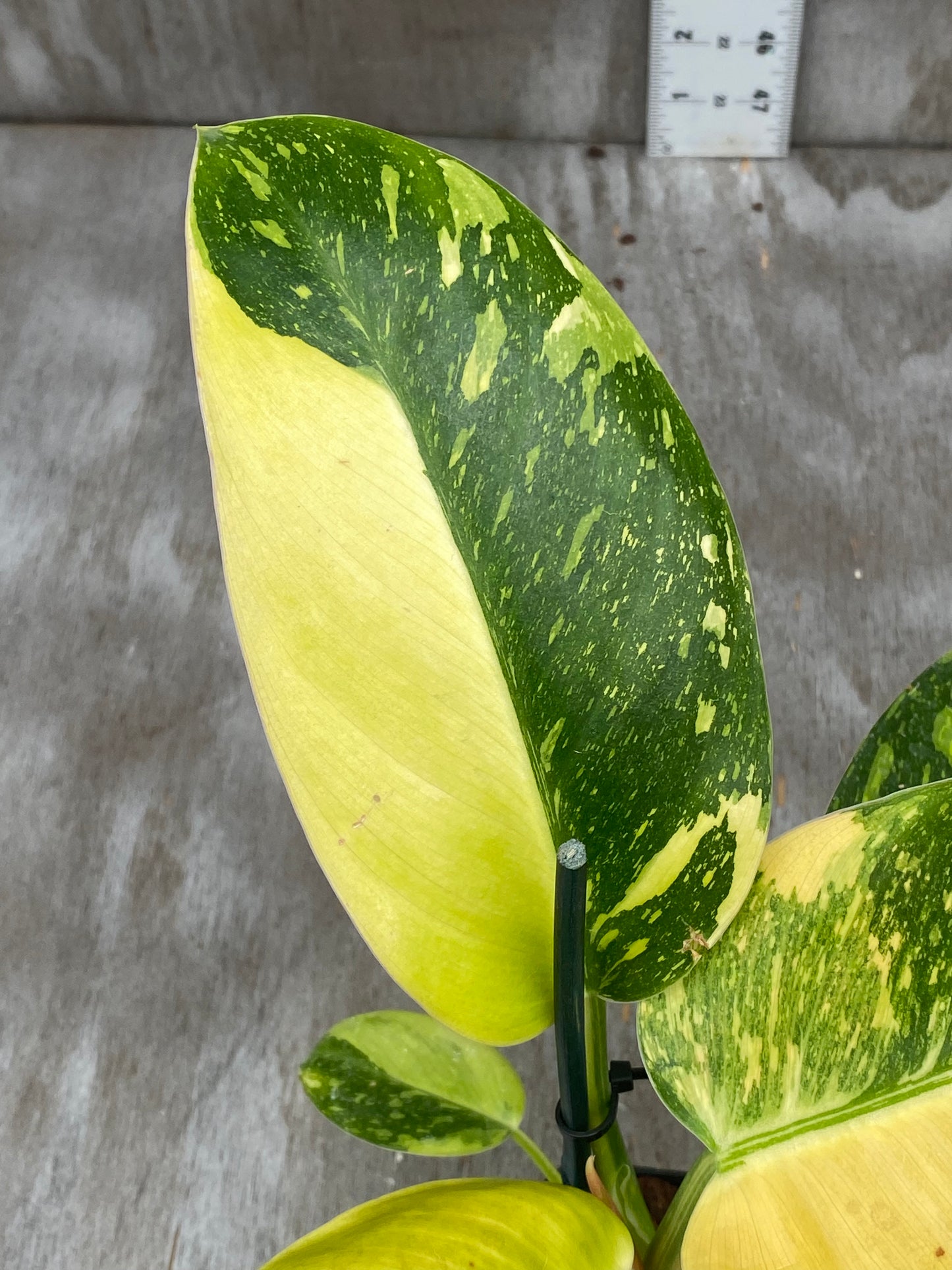 Philodendron Nuclear Congo