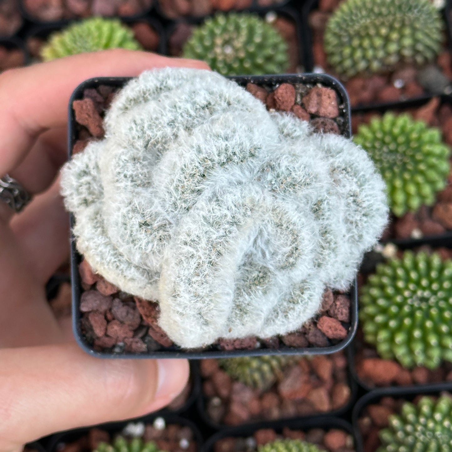 Mammilaria Albicoma “Fuzzy Brain Cactus”