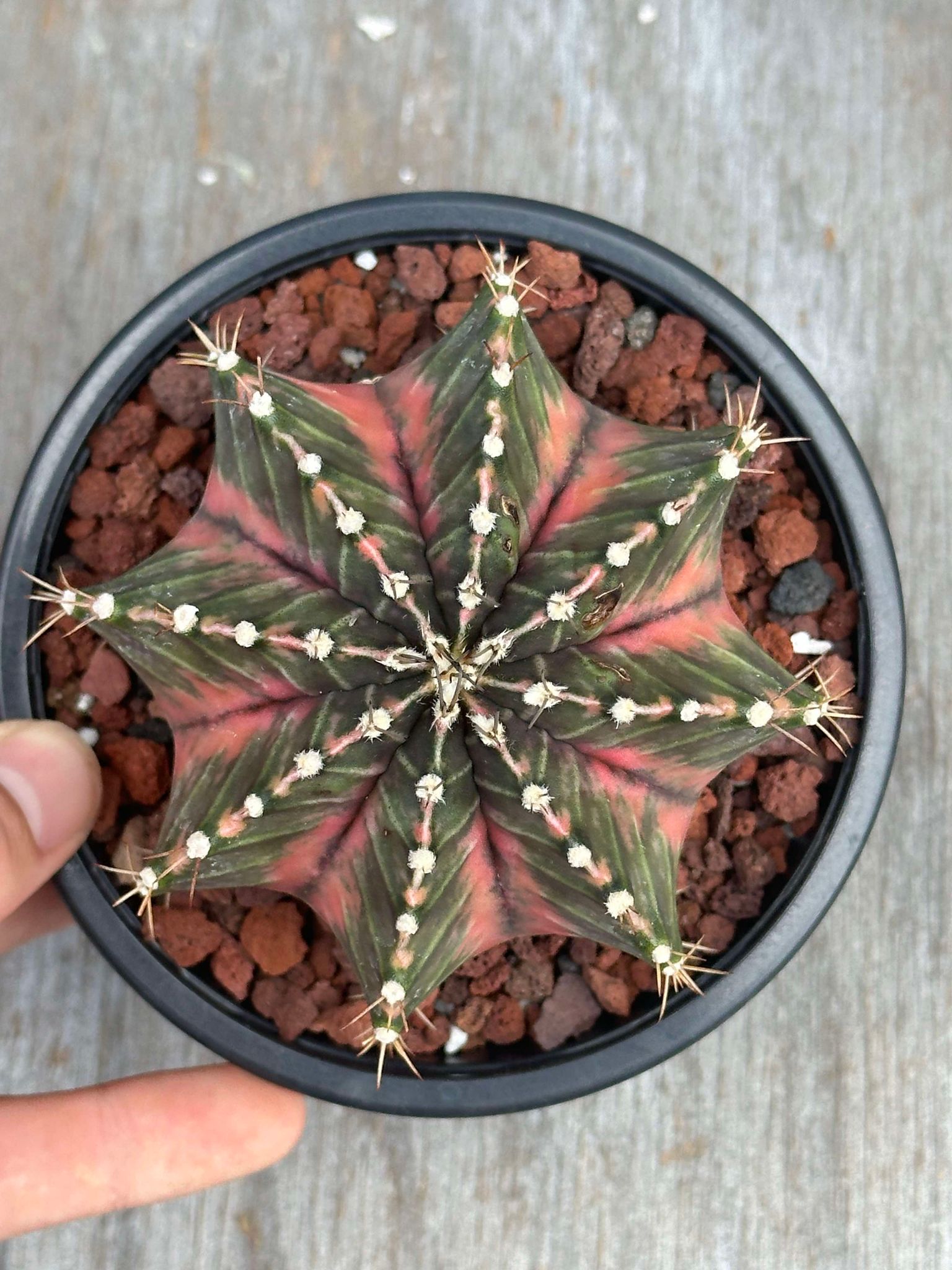 Gymnocalycium Mihanovichii Variegated GMV1 cactus with distinct ribs and spines, displayed in a 5 pot, showing spherical body and unique variegation.