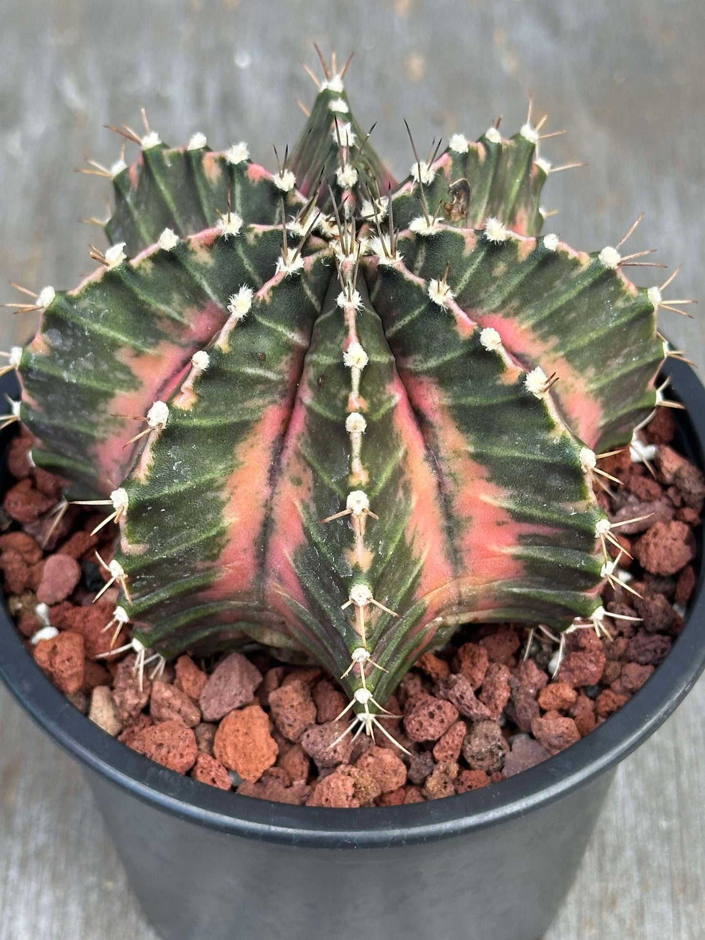 Gymnocalycium Mihanovichii Variegated GMV1: A small, spherical cactus with variegated ribs, grayish-yellow spines, housed in a 5 pot.