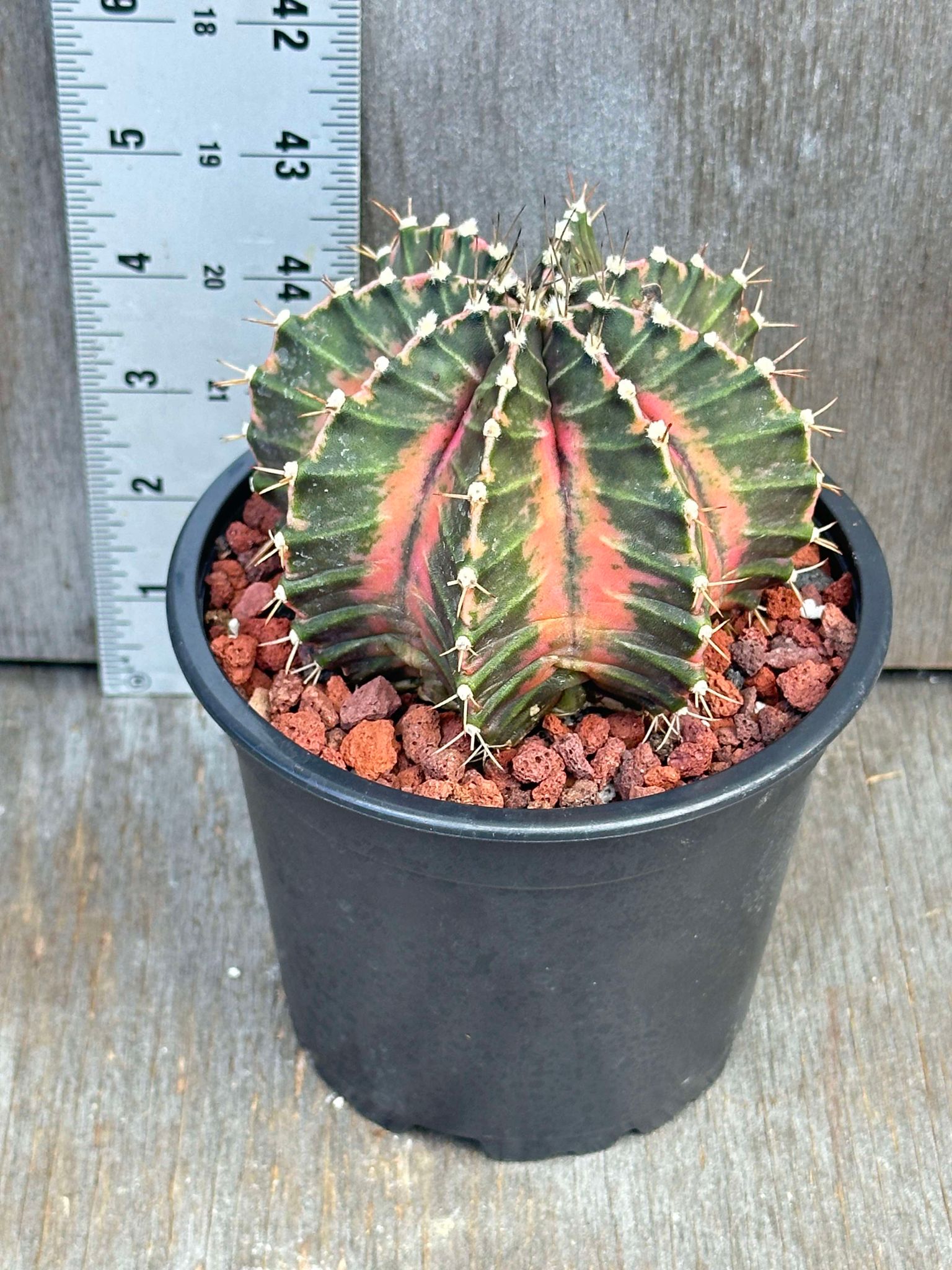 Gymnocalycium Mihanovichii Variegated GMV1, a spherical cactus with eight notched ribs and five to six pliable spines, in a 5 pot.