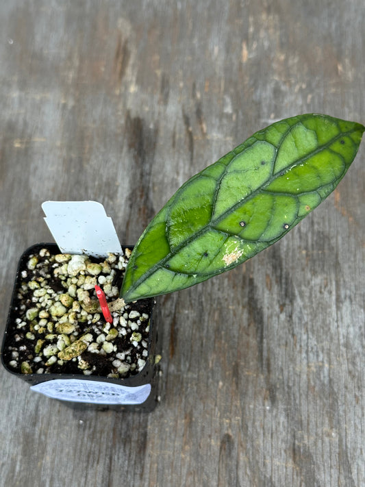 Hoya Clemensiorum 'Gunung Wilis' 727WEB052