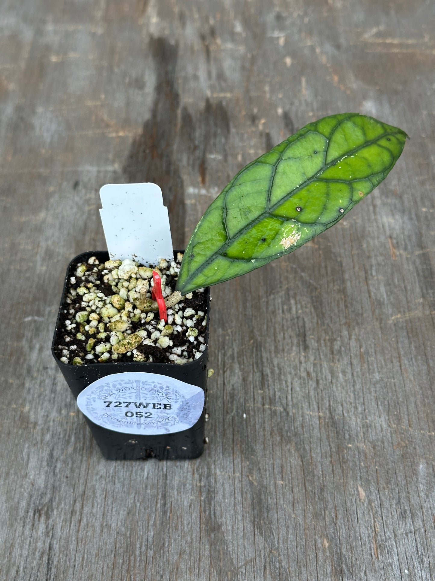 Hoya Clemensiorum 'Gunung Wilis' 727WEB052