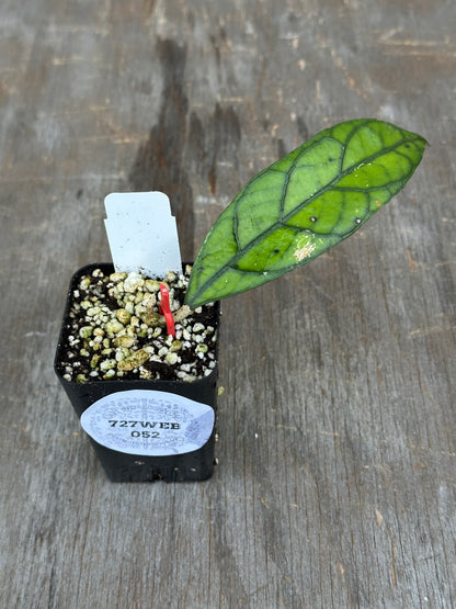 Hoya Clemensiorum 'Gunung Wilis' 727WEB052