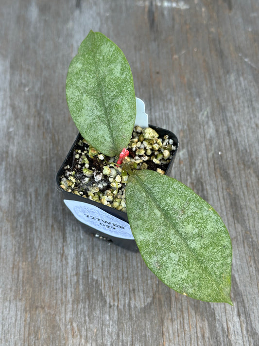 A small potted plant with two green leaves on a weathered gray wooden surface. The leaves have a mottled light green and white pattern.