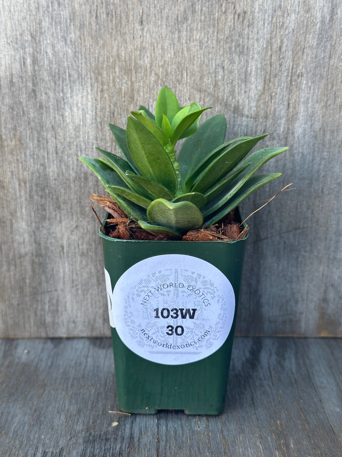 Hoya Subquintuplinervis 'Round Leaf' albomarginata plant in a 4-inch pot, featuring thick leaves with white edges, ready for a new home.