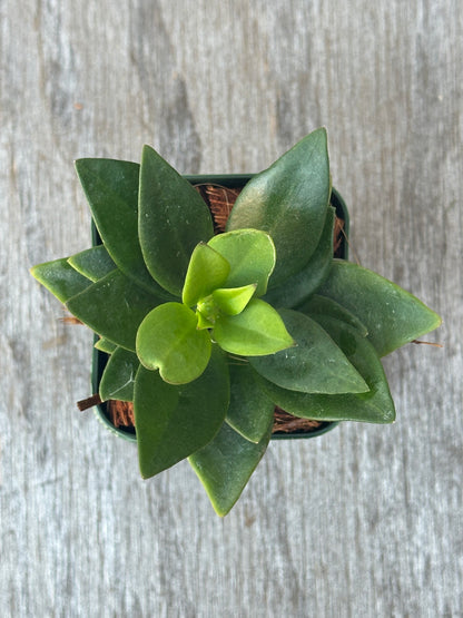 Hoya Subquintuplinervis in a 4-inch pot, showcasing thick, elongated leaves with white edges.