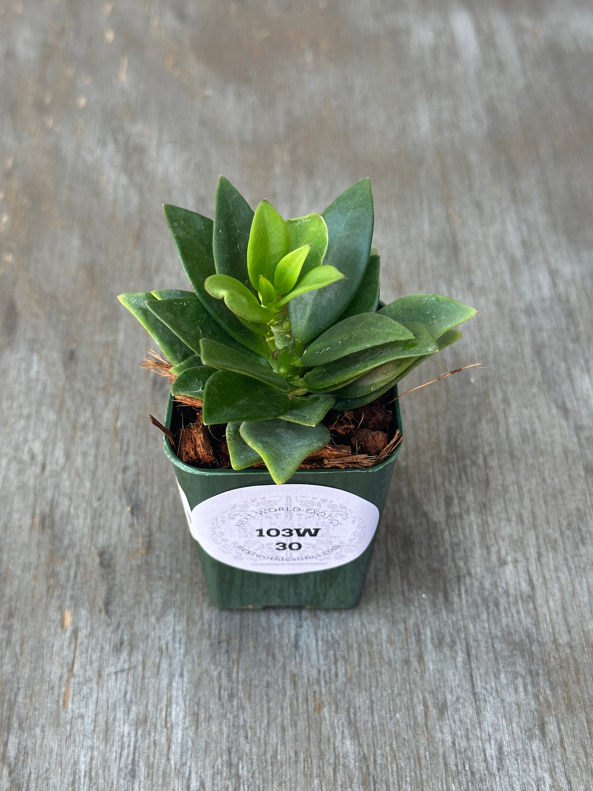 Hoya Subquintuplinervis 'Small Leaf' (103W30) in a 4-inch pot, showcasing thick leaves with white edges, ideal for indoor cultivation.