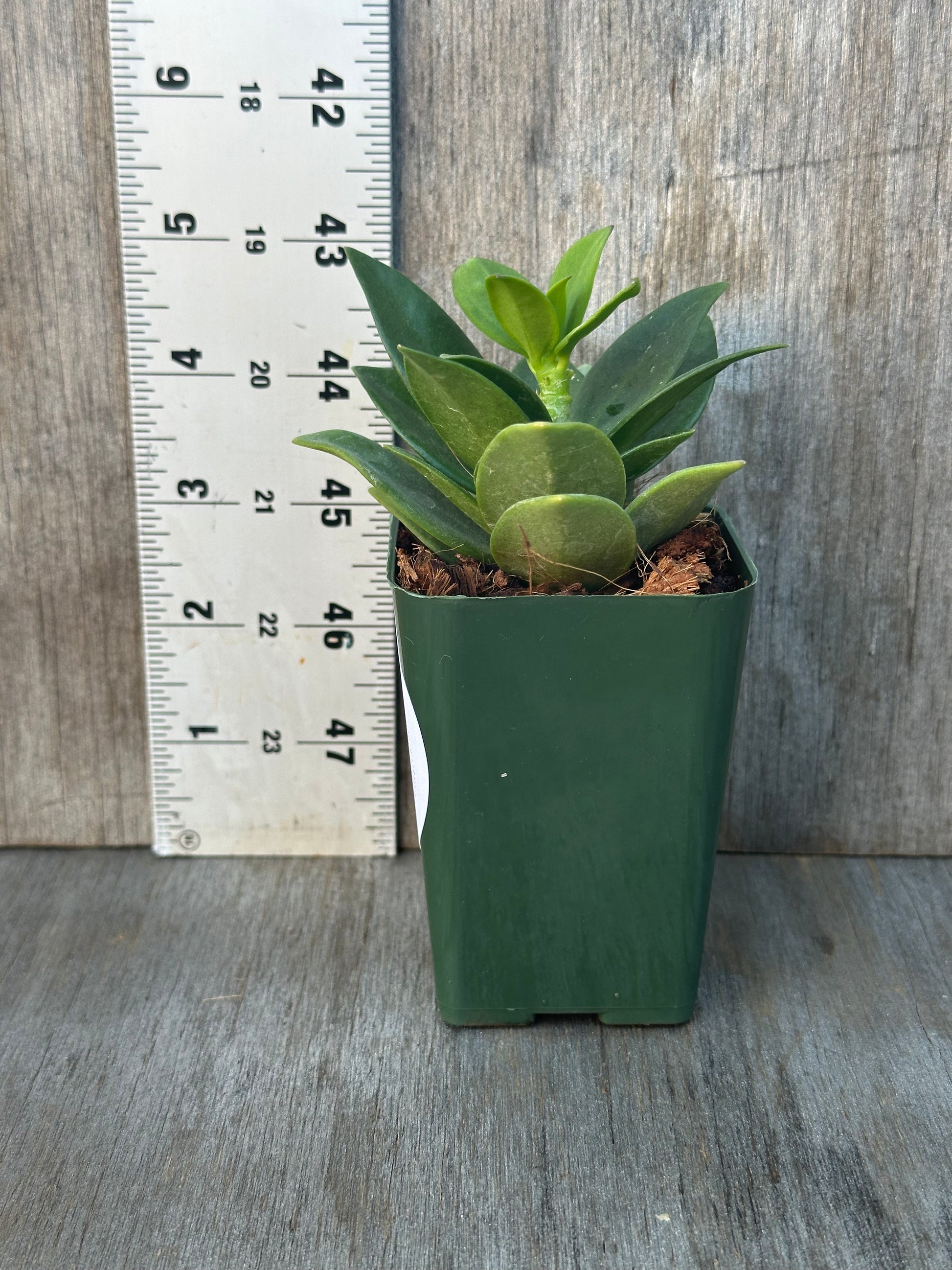 Hoya Subquintuplinervis 'Small Leaf' (103W30) in a 4-inch pot, shown with a ruler for size reference. Features thick leaves with white edges.