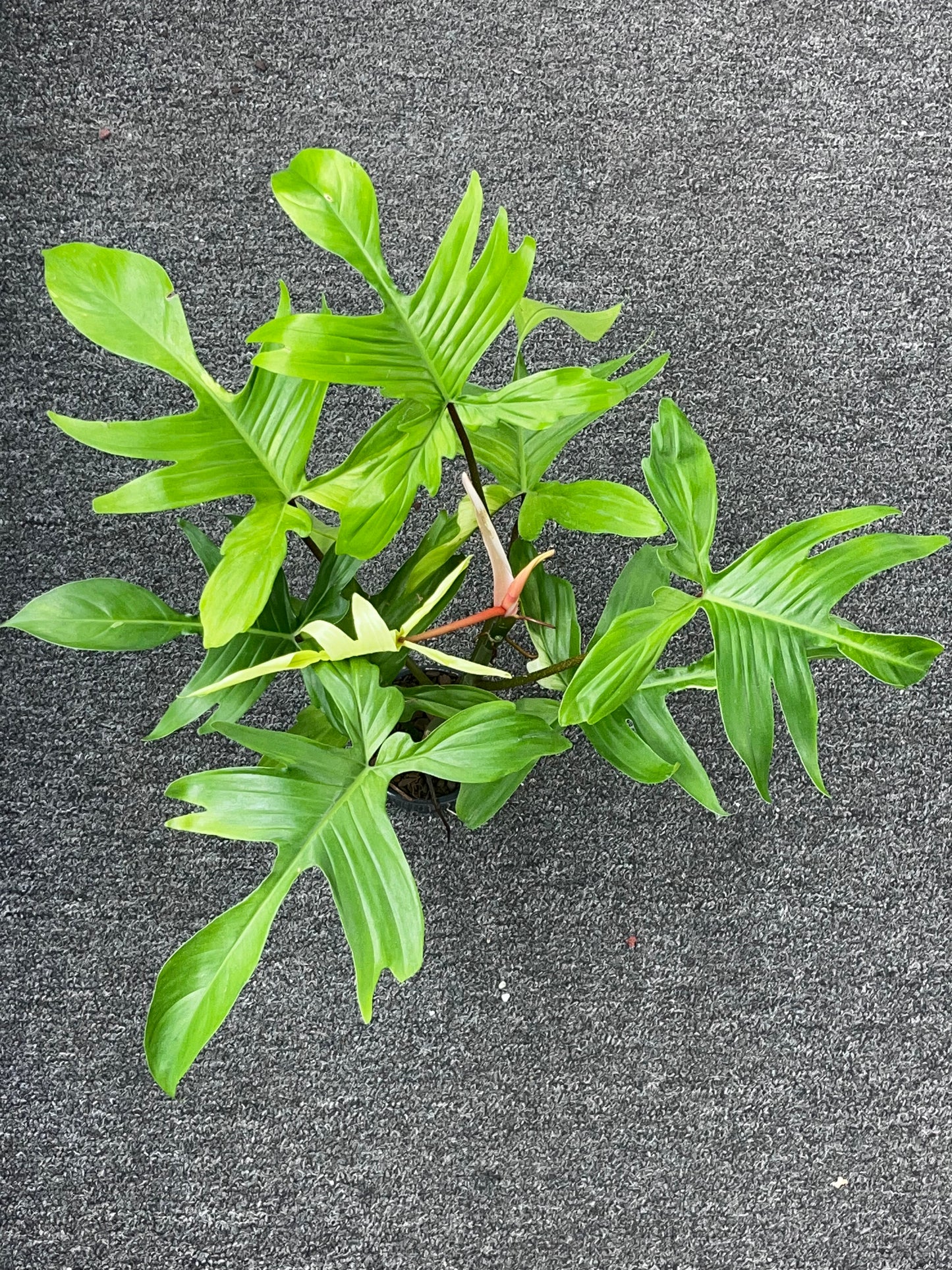 Growers Choice - Philodendron Florida Ghost