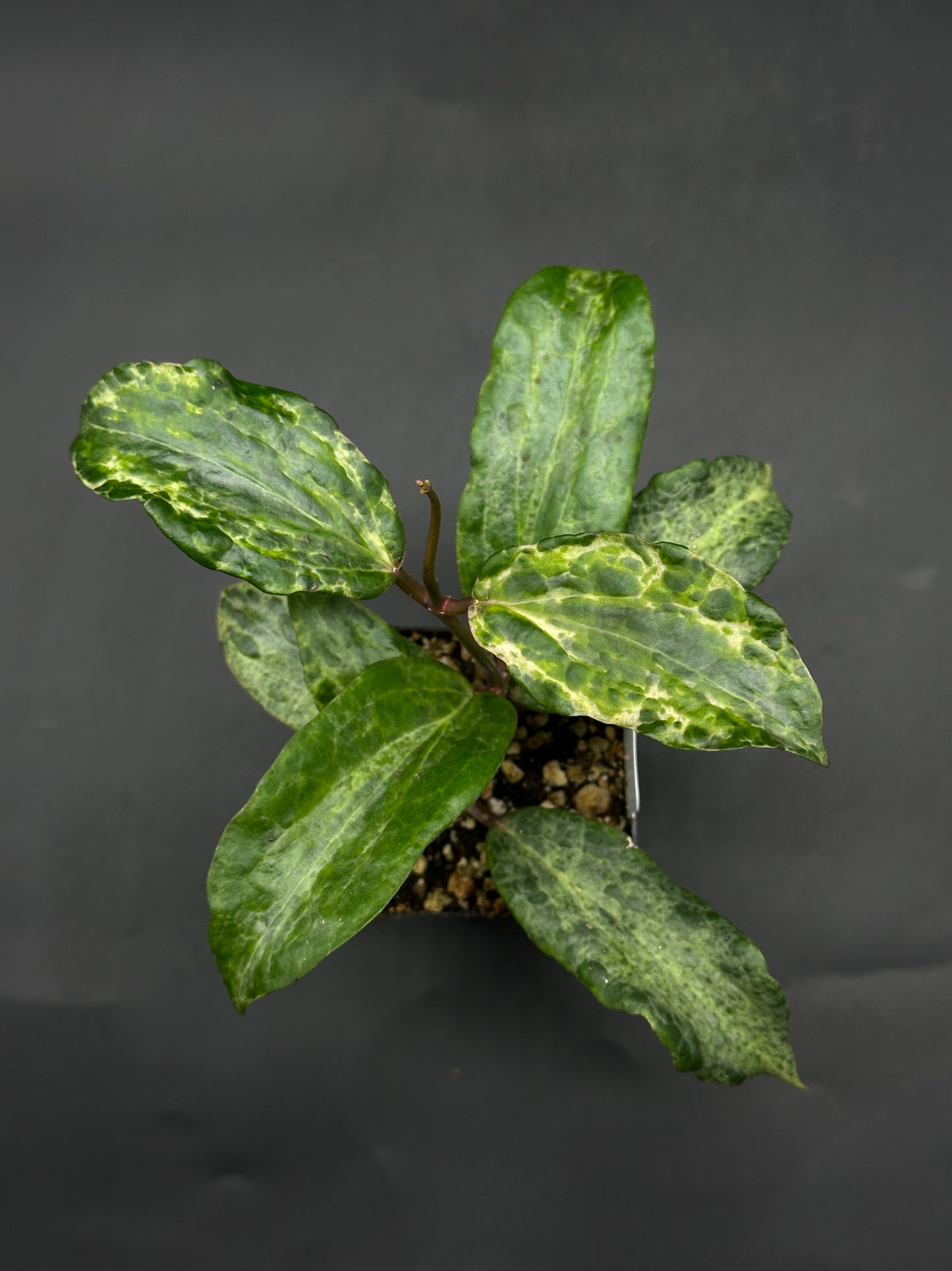 Hoya 'Crocodile' (520W138)