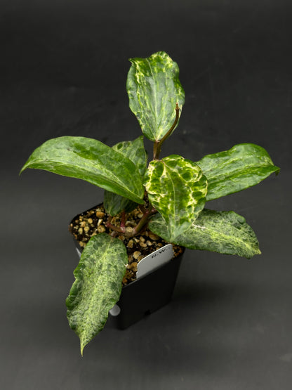Hoya 'Crocodile' (520W138)