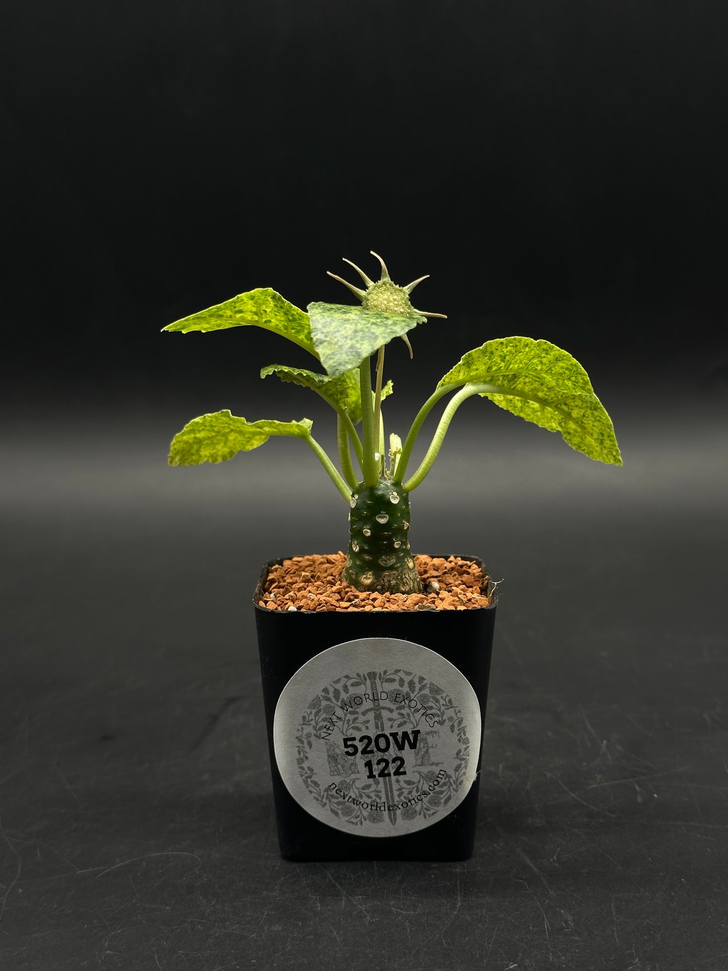 Dorstenia Horwoodii x Foetida Variegated (520W122)