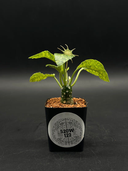 Dorstenia Horwoodii x Foetida Variegated (520W122)