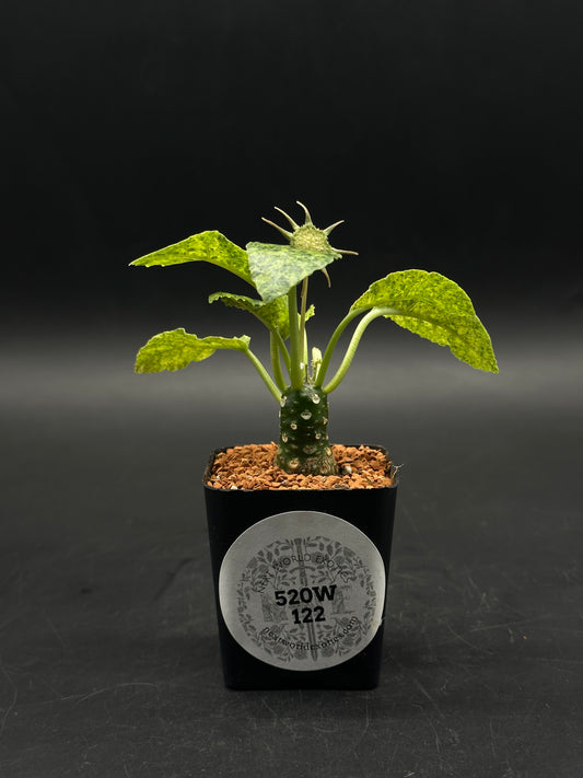 Dorstenia Horwoodii x Foetida Variegated (520W122)