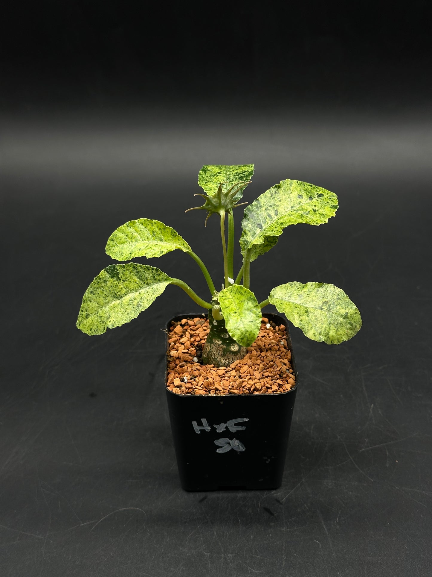 Dorstenia Horwoodii x Foetida Variegated (520W122)