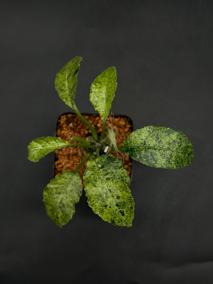 Dorstenia Horwoodii x Foetida Variegated (520W122)